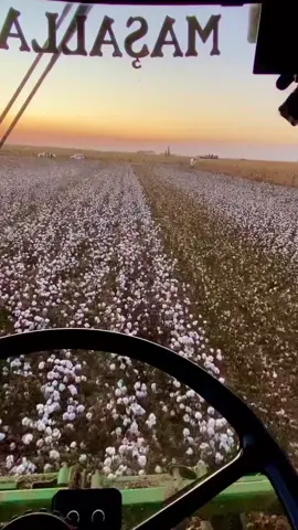 #biçerdöver #pamuk #hasat #hasatzamanı 