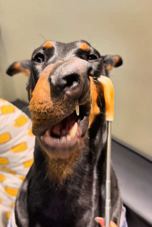 Dog’s reaction to massage😆#cutedog #funny #cute#dogsoftiktok #usa🇺🇸 
