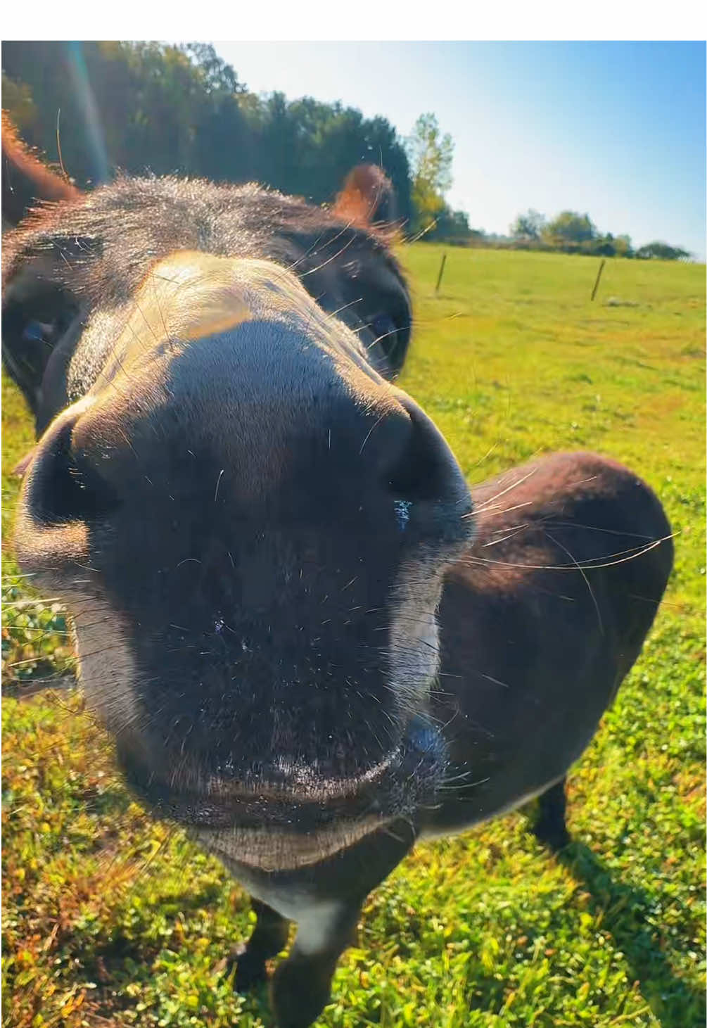 Turns out Sunday donuts tastes just as good as Saturday donuts. Who knew?!? #fyp #boggsfunnyfarm #henry #goodmorning #donuts 
