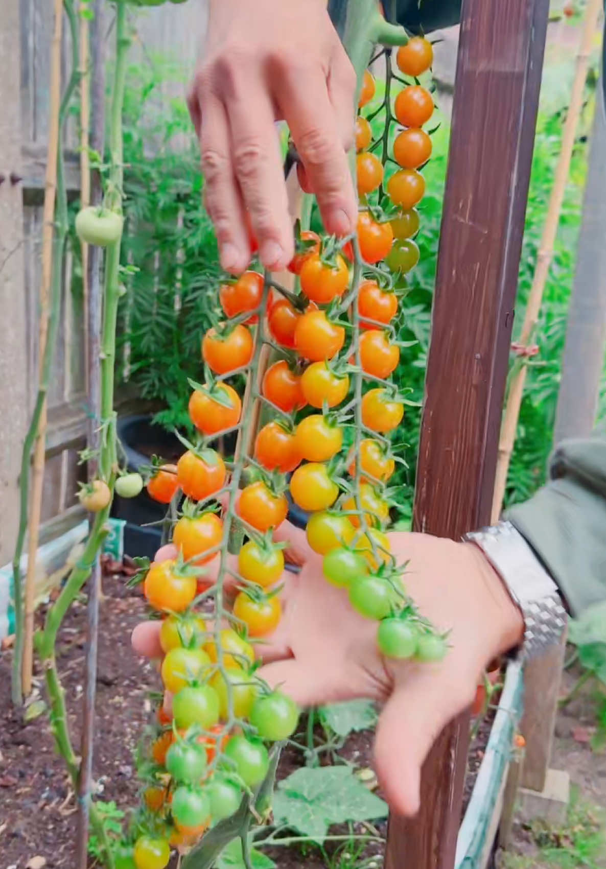 #viral #tiktok🇳🇵🇬🇧 #j8mku 