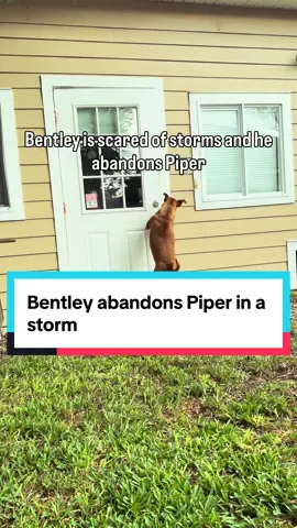 As a thunderstorm rolled in, I tasked Bentley with keeping Piper safe, but he ended up getting spooked and running off to the house, leaving Piper behind. #seniordoglove #blinddog #deafdog #minpinsoftiktok #dogsoftiktok 