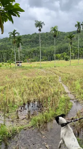 Tndo lai jo mk 💫salempang #porbimarenten  #porbi_sumbar  #porbi  #fyp 