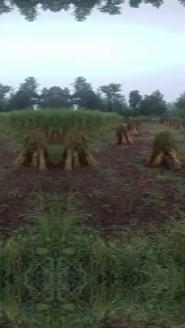 ###all friends assalamualaikum @Ali Hamza Irfan Rajput Jutt 