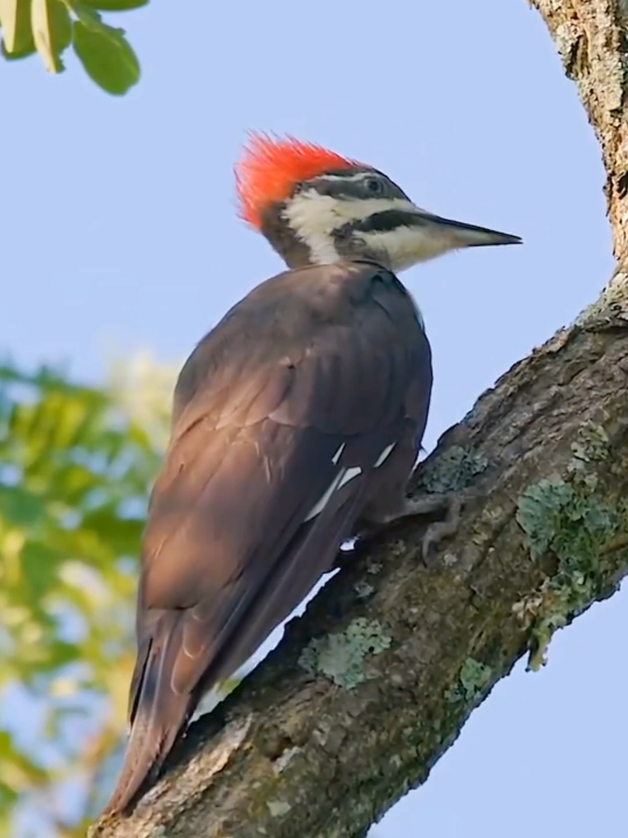 Wonderful sounds of nature #animals #nature #wildlife #animalsworld #foryou #fyp #foryoupage 