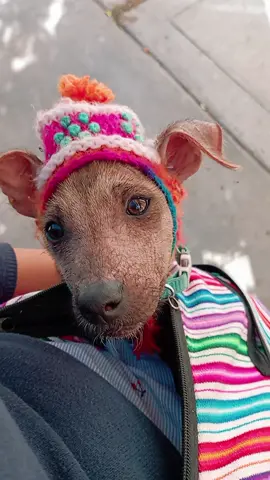 Nuestra peruanita hermosa 🐾🇵🇪 #perroperuanosinpelo #viringo #pets #mascota #patria #cachorro 
