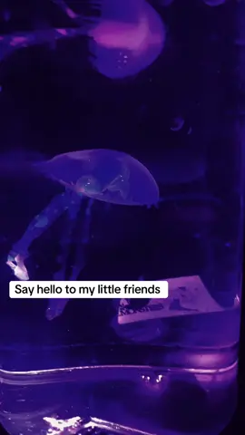 #fyp #fypシ #fypシ゚viral #jellyfish #fiveandbelow 