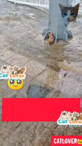 kisah anak  kucing oyen #kucing #cat#selamatkankucing#selamatkankucingjalanan #selamatkankucing #pencintakucing #pencintakucingindonesia #catlovers #savecats #oyen #