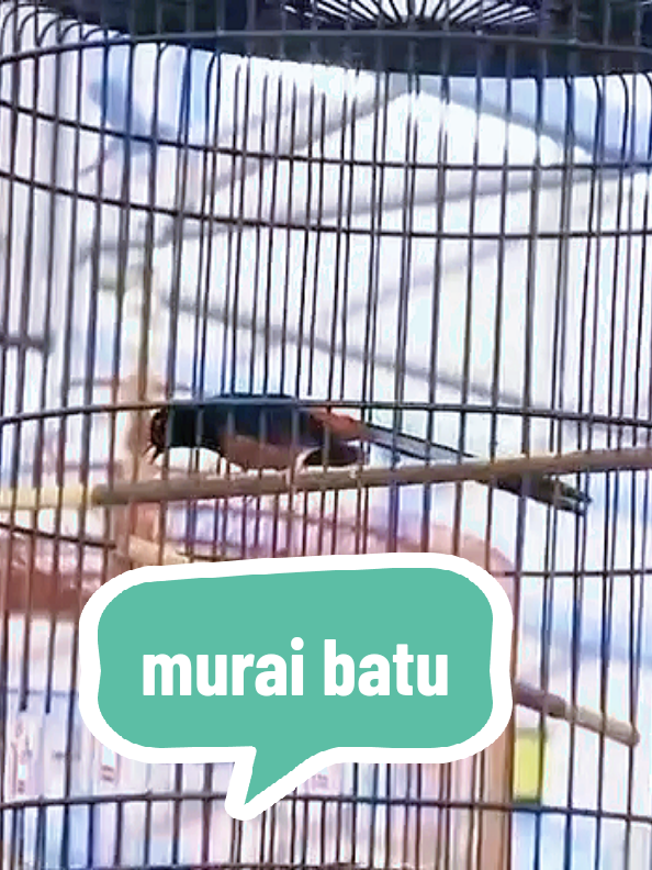 murai batu #muraibatu #muraibatuindonesia #kicaumania #kicaumaniaindonesia 