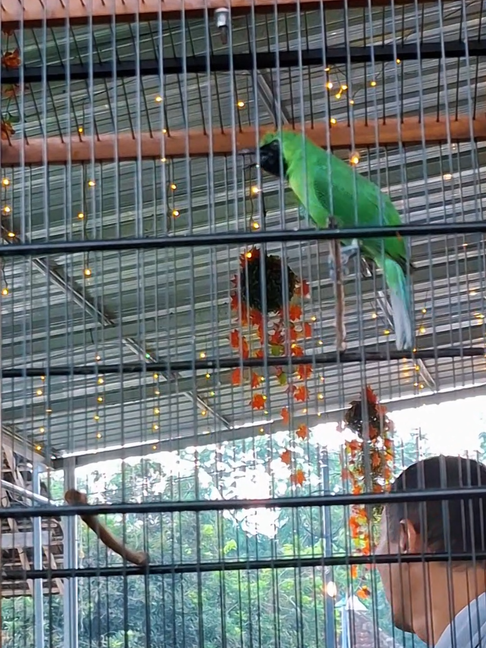 semua hanya hiburan, on dinaikan tidak on ditingal ngopi  #cucakijo #ijo #burung #bird #CapCut 