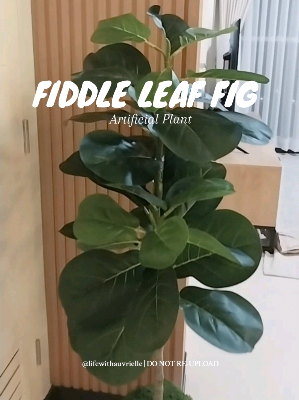 Articial Money Tree Plant 🤑🌿✨️ #artificialplant #moneytree #fiddleleaffig #plantitas #homedecor 