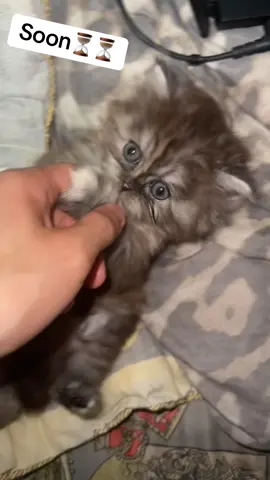 #catsoftiktok #chatonderace #توجور__جديد__اتهلاو😍😍 #الشعب_الصيني_ماله_حل😂😂 #🇩🇿 