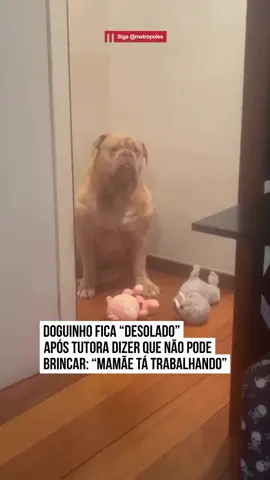 🐶😭 Um vídeo que circula nas redes sociais divertiu os internautas ao registrar a reação de um cachorro após a tutora dizer que não vai poder brincar.  Na cena inusitada, o pet aparece com uma feição desolada, como se estivesse triste com a notícia. “Meu filho, a mamãe tá trabalhando, eu não posso brincar agora”, diz a mulher ao cão. “Não posso parar agora, filho, espera um pouquinho. Viu, gente, como que ele é exigente?”, finaliza a autora das imagens. #tiktoknotícias  🎥 Bruce_obuldogue | @myhoodbr