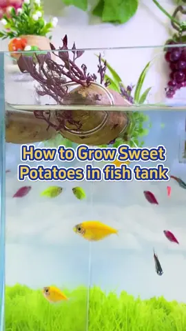 How to grow sweet potatoes in fish tank #plant #garden #farm #agriculture #tomato 