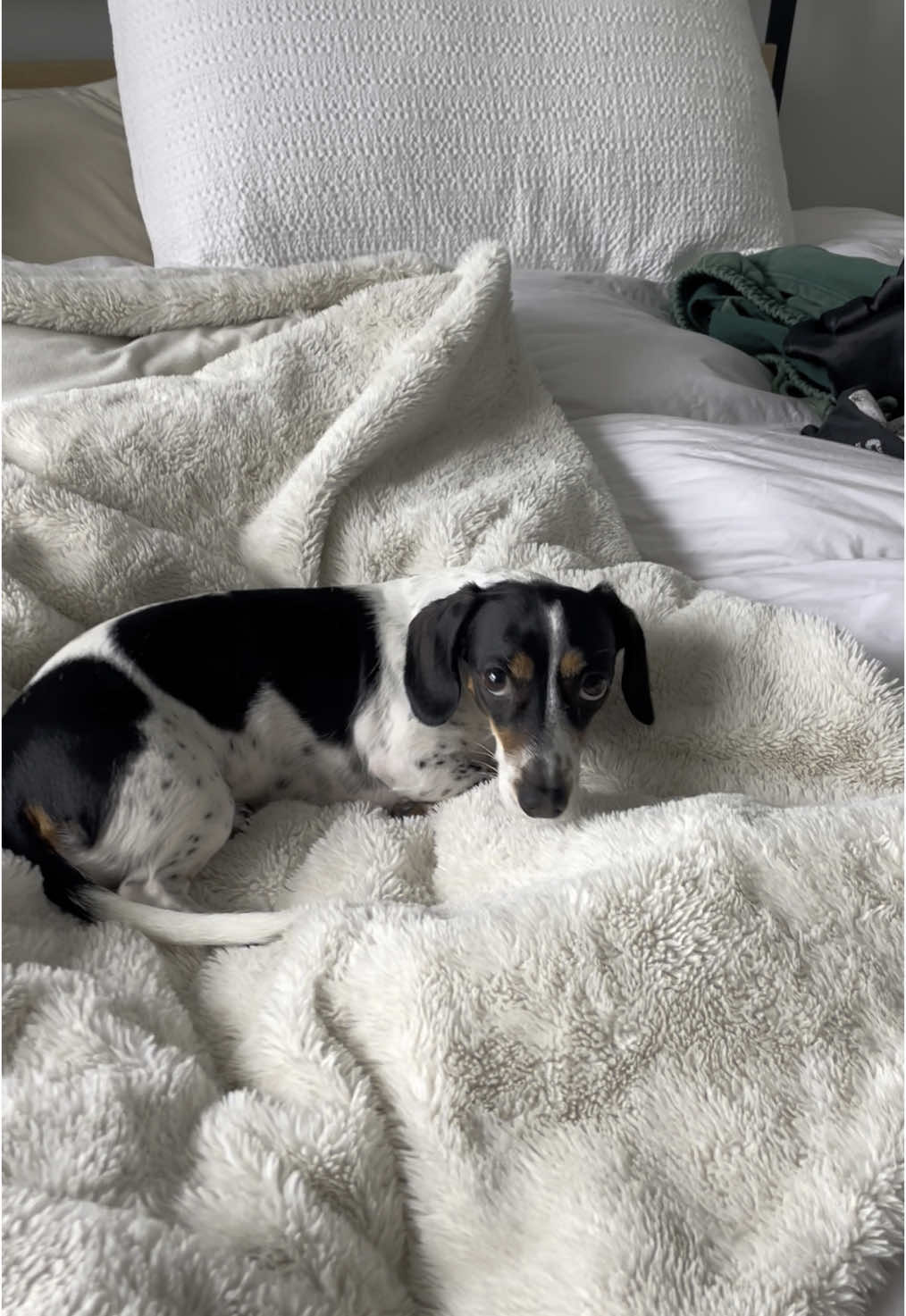 Not a single responsibility in sight 💅🏼 #selfcarequeen #princesslife #dacshund #sundaymorning #naptime 