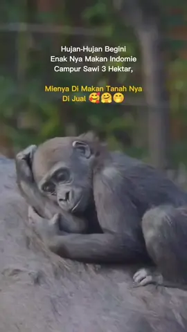 kumpulan status lucu orang utan#orangutan #monyet #animal