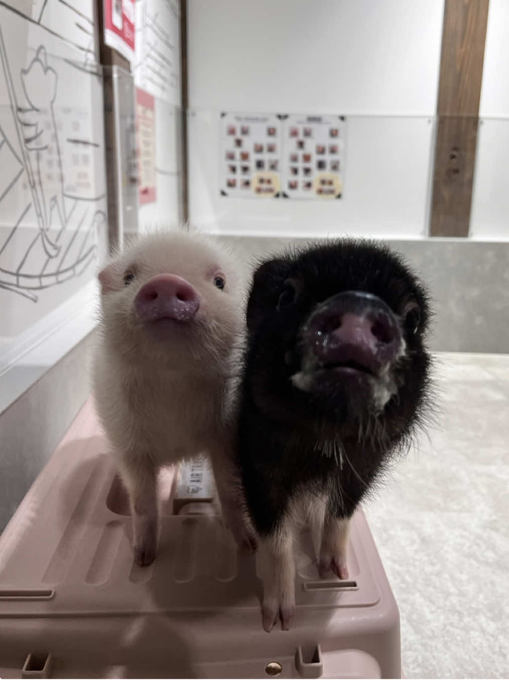 自分で登ったのに下ろせと怒ります🤷‍♀️ #pignic #pig #ブタカフェ #マイクロブタ #fyp 