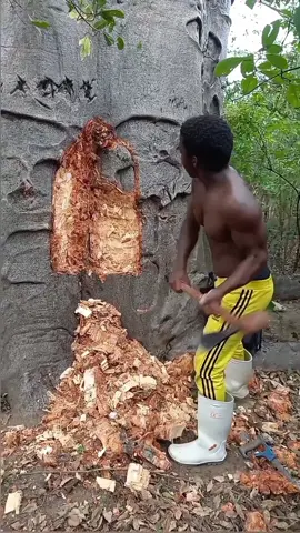 This is the world's most magical tree—the Baobab tree.#tiktok #usa🇺🇸 #knowledge #foryou