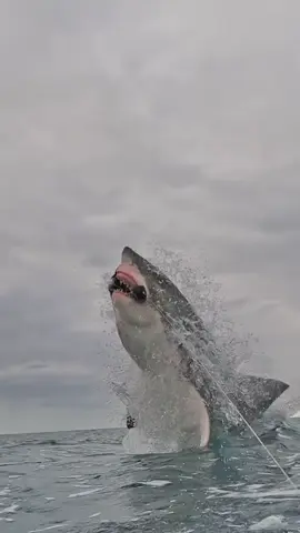 #shark #ocean #greatwhiteshark #sharktok #greatwhite original video from @Discovery 
