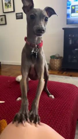 It’s all just noodles up there  #italiangreyhound #fyp #final #dog #funny 