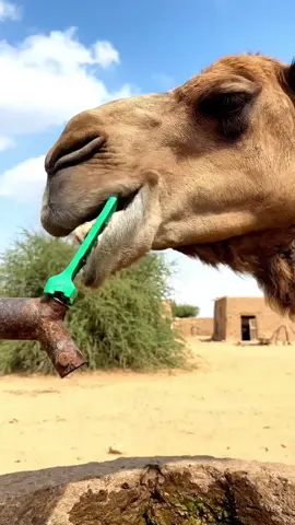 Camel Turns on Water Tap by Itself 😲🐪💧