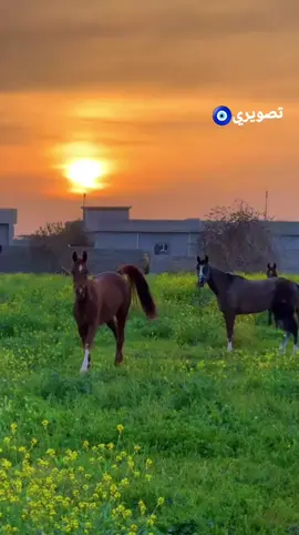 #الحج.علي#حصاني_كان_دلال_المنايا @𝐴٭𝑅 