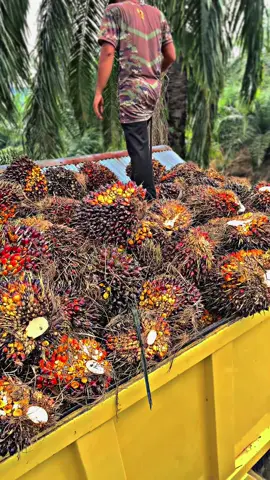 # tidak ada proses yng mudah #bosssawitmuda #galaubrutal🥀sadvibess 😎#