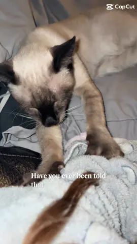Mama tells him everyday how cute 🥰 Thor is! #livinghisbestlife #socute #rescuecat 
