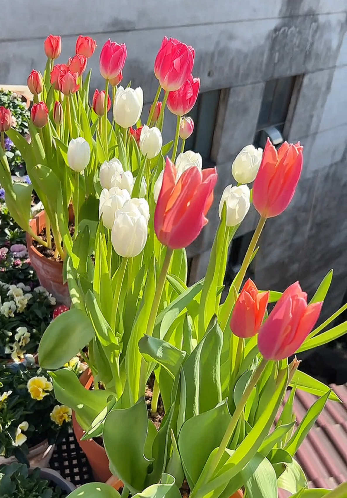Hoa Tulip🌸🌸 Thử trồng hoa Tulip hok mí keo, cũng thú zị đó chứ🥰 #hoadep #hoacaycanh #hoasanvuon #hoatulip 