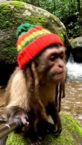 Rasta capuchin tried to outsmart a coconut crab today 😂 #Vlog #ai #monkey #fyp