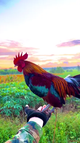 ❤️❤️❤️💯#ไก่ป่า #ไก่ต่อ #บรรยากาศ 