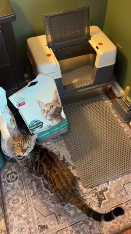 If you’re using the silica crystal litter please do some research and switch! I feel so bad for all the people that have commented that they lost their cats because of it 😞 I am so thankful for people letting me know! #catlitter #tapiocalitter #catlover #litter #litterbox 