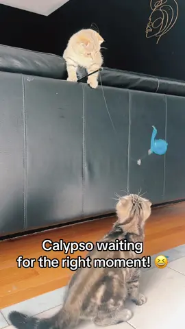 Blanco is having the time of his life with the stick worm toy—until Calypso patiently waits for her moment and then dashes off with it! Classic sibling playtime drama. 🐱✨#kittycat #scottishfoldkitten #catlover #fyp #blanco 