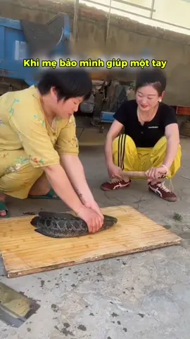 Con đánh đúng rồi mà  #giaitri #vuive #haihuoc #xuhuong #viral