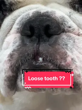 Mom freaked out because she thought I was losing my tooth.  But it was just rice from my dinner 😂❤️#englishbulldogsoftiktok #fulltimervdog #englishbulldog #tooth 