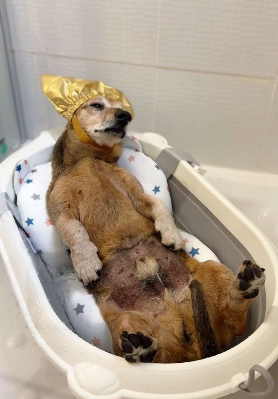 Cozy bath time with Temu — making it all simple and easy 🛁🧼 #temusurprise #temufan #bath #dog *AD