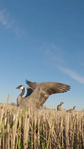 Off to a 🔥 start. #BandedGear #JustGo #Waterfowl 