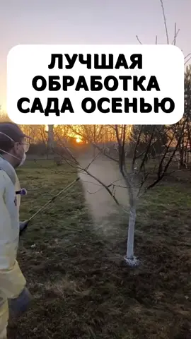 Лучшая обработка сада осенью #сад #дача #огород #урожай #советыдачникам любимая дача #дача