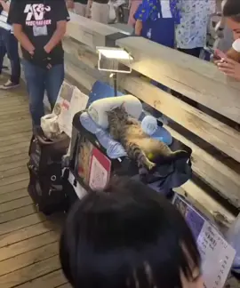 chillout#tiktok #viral #catsoftiktok #funny #foryoupage 