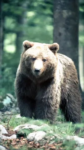 Beruang grizzly adalah subspesies dari beruang coklat (Ursus arctos) yang hidup di Amerika Utara, terutama di Kanada dan Alaska, serta sebagian wilayah barat Amerika Serikat. Ciri khas beruang grizzly: Ukuran besar, berat bisa mencapai 270–600 kg. Bulu berwarna coklat keabu-abuan, sering terlihat “beruban” (grizzled). #CapCut #fyp #animal #hewan #beruang 
