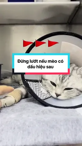 Giải pháp cho mèo lười uống nước💦#finedining #urinary#uratchomeo #benhthan #catsoftiktok 