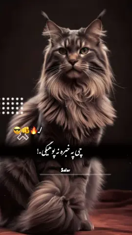 #CapCut Hu sir 🤚👿 #تمپلیت_جدید  پـــــوه شـــوې💯❤️#تمپلیت_جدید #رپ_پشتو رپ_فارسی اهنګ_پشتو اهنک_افغانی  اهنک_ایران_غمگین_غاشقان creatorsearchinsights #oo__3salar_afg 