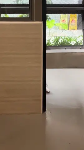 watch our rescue dog slowly learn to trust us…