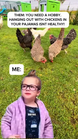 Who dosent love their chickens this much! #chickens #chicken #chickensoftiktok  #CapCut 