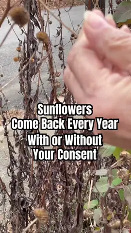 #gardening #TikTokLearningCampaign 