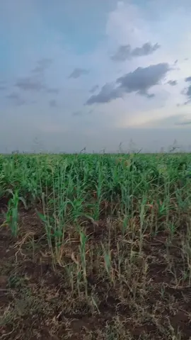 #جخوا،الشغل،دا،يا،عالم،➕_❤_📝 #الشعب_الصيني_ماله_حل😂😂 #الشعب_الصيني_ماله_حل😂😂 #comedia 