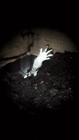 Spooky season has arrived. 🌑 You’re in a graveyard at night when suddenly the dirt starts to move… and this claws its way out. 🪦 What do you do? #SpookySeason #HalloweenVibes #CreepyCrawly