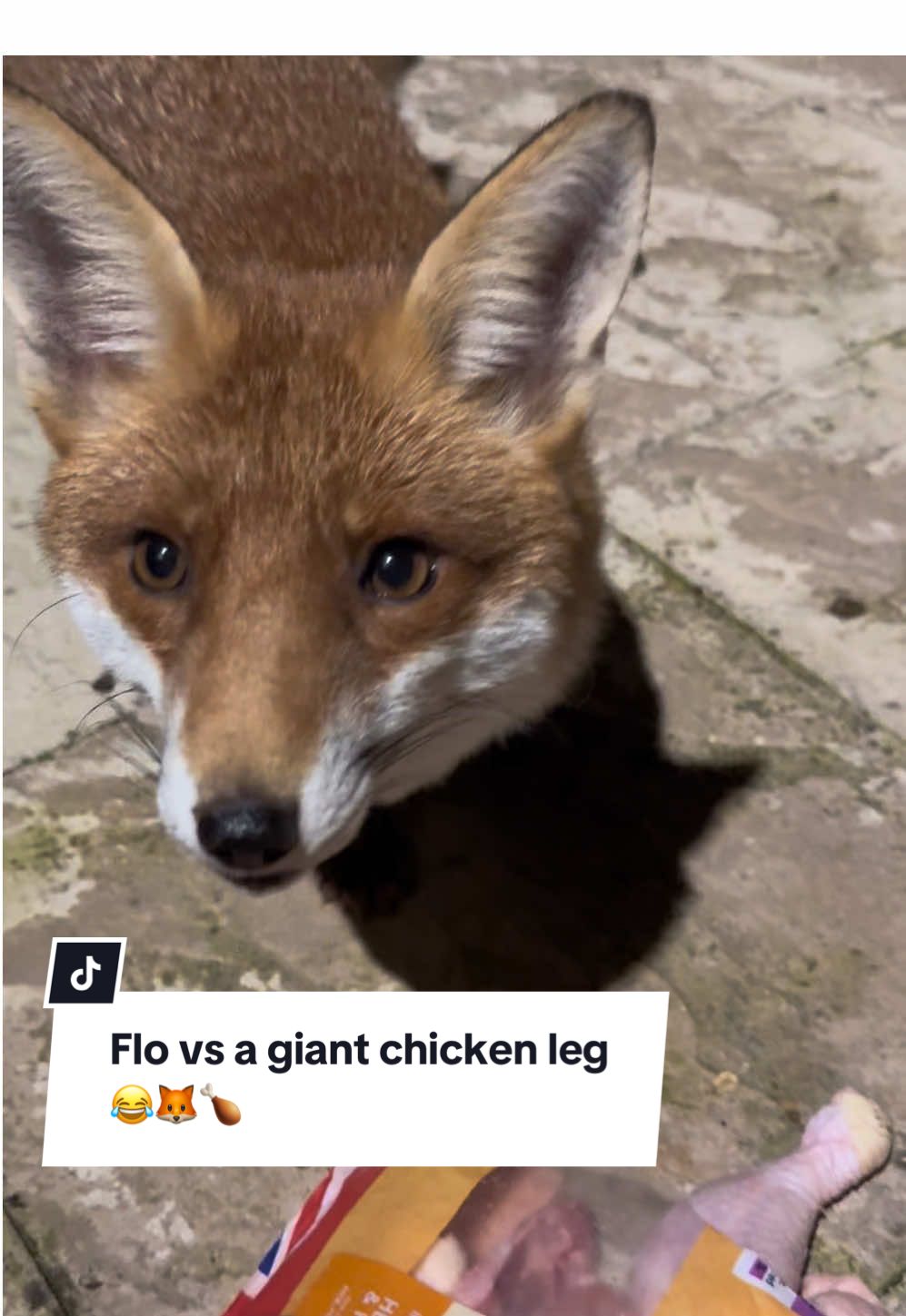 Flo vs a giant chicken leg 😂🦊🍗 #FYP #fox #funnyanimals #follow #wildlifevideos 