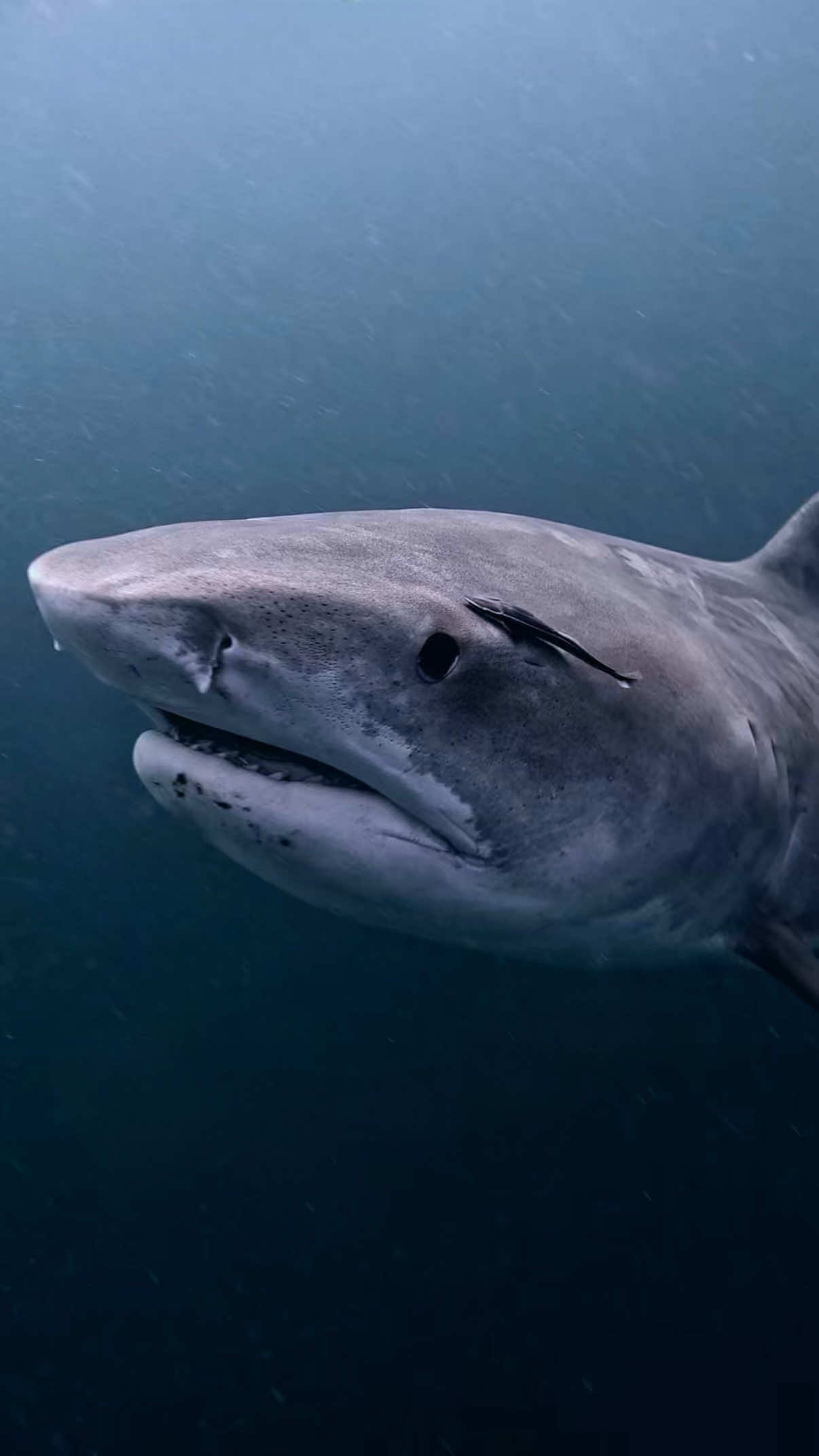 She’s just misunderstood 🫶🏻 #tigershark #scubadiving #ocean #fy #fyp 