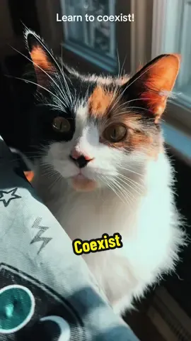 #Cats #Dogs  #Animals #Coexist