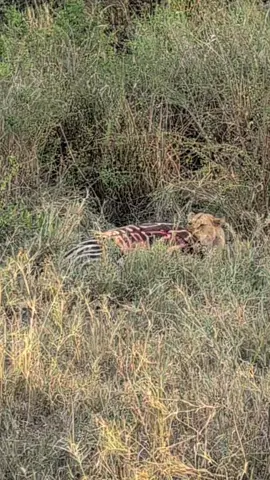 The Serengeti reveals life in its most unfiltered form—beautiful, raw, and often brutal. In this scene, a pride of lions feeds on a zebra, showcasing the eternal balance of predator and prey that defines the African wilderness. While it may appear harsh, this moment is not about cruelty but about survival. For the lions, every hunt means nourishment for the pride, for the cubs, and for their future. For the zebra, its life becomes part of the cycle that sustains the ecosystem, reminding us that in nature, nothing is wasted. Lions are apex predators, yet even they must fight hard for every meal. The teamwork, strength, and determination they show during and after the hunt underline why they are called the kings and queens of the savannah. The zebra, strong and vigilant, plays an equally important role in this delicate balance, representing resilience and the ongoing rhythm of life. Watching them feed so closely is a powerful reminder: the Serengeti is not a staged scene—it is real, wild, and untamed. It is a land where life and death walk side by side, shaping one of the most extraordinary landscapes on Earth. #Serengeti #Tanzania #Lions #Zebra #LionHunt                        
